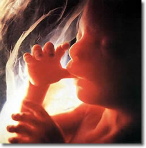 Prenatal Development and Birth