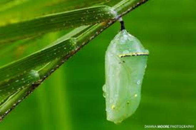 Chrysalis (Pupa)