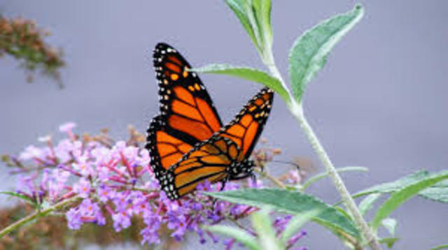 Adult Monarch