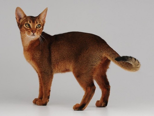 1983 se encontraron restos