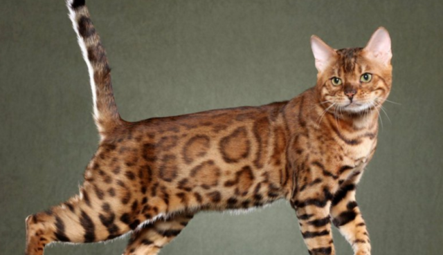 10.000a.c domesticacion