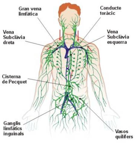La circulació de la sang