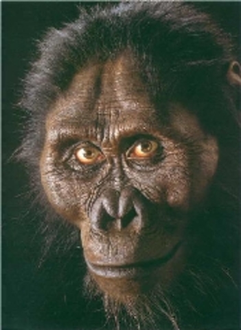 Australopithecus afarensis