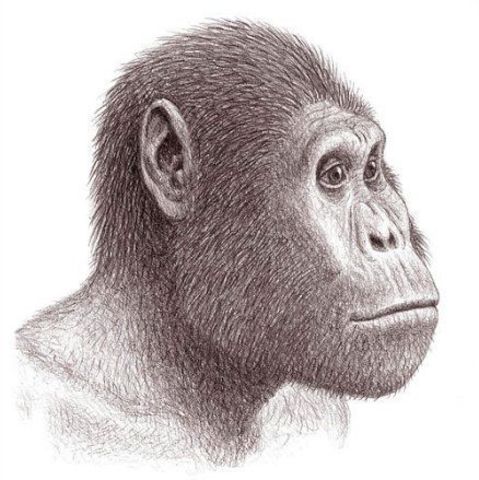 Australopithecus garhi