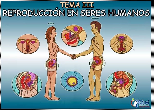 Reproducción Sexual