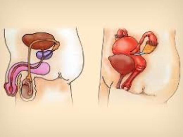 Evolución En La Reproducción Humana