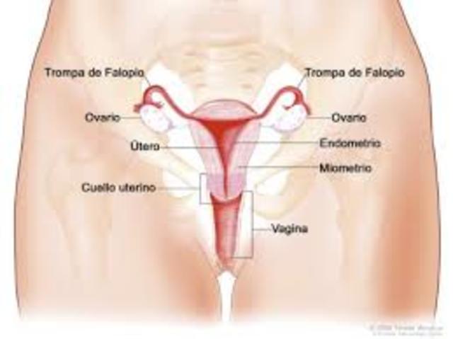Aparato Reproductor Femenino.