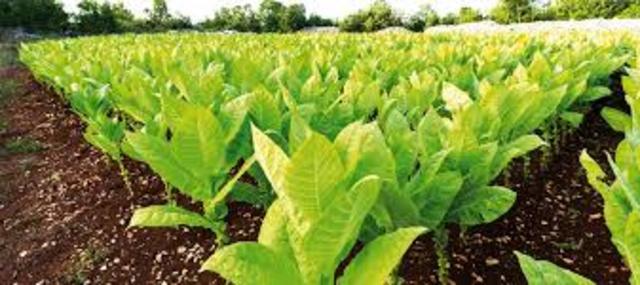 Tobacco