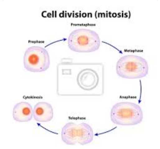 Divicion celular