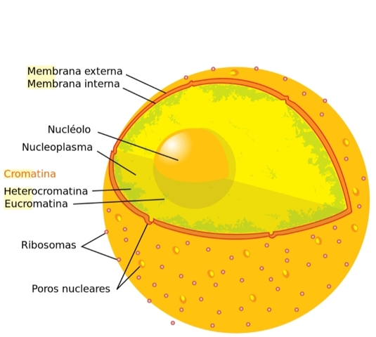 Nucleo celular