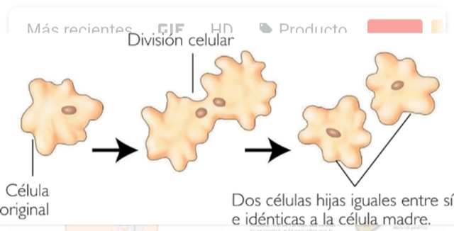 Evoluccion de las celulas