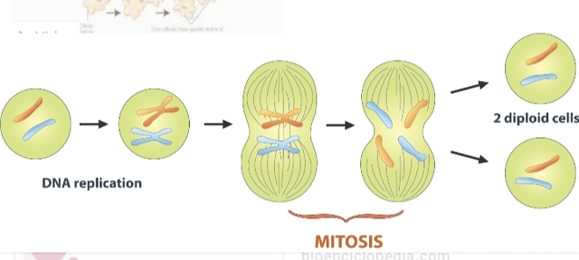 Evolucion en las celulas procariotas