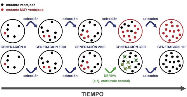 Leyes De Mendel Y La Evolucion Genetica