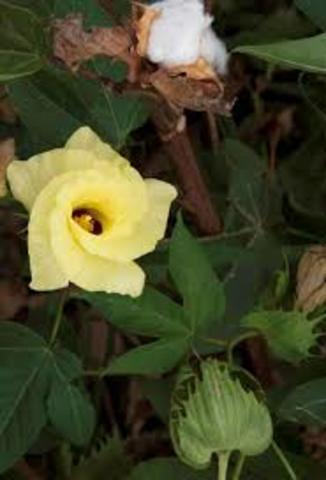 Gossypium barbadense