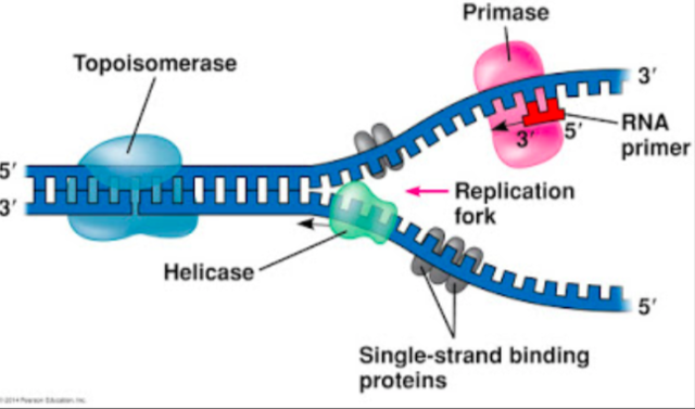 Step 1 of DNA Replication