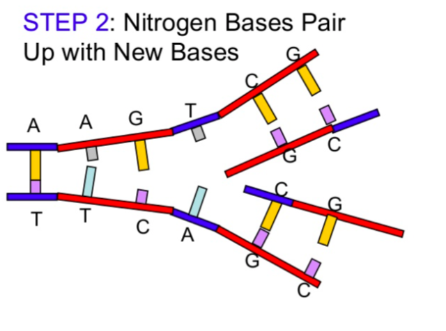Step 2 of DNA Replication