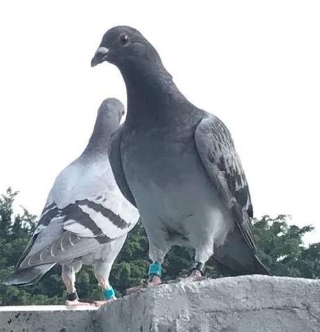 Palomas mensajeras