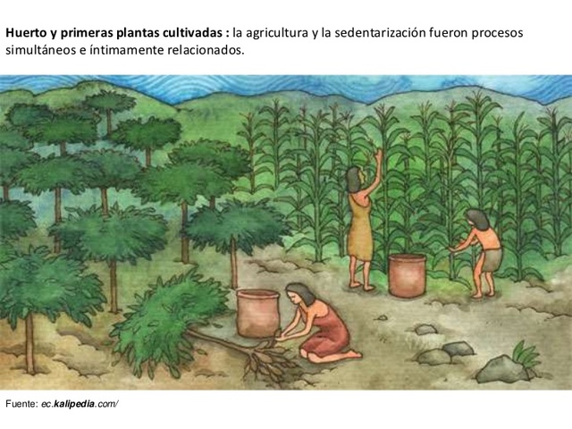Sociedades agricolas incipientes
