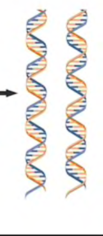 Step 3 of DNA Replication
