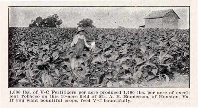 Virginia's First Tobacco Crop