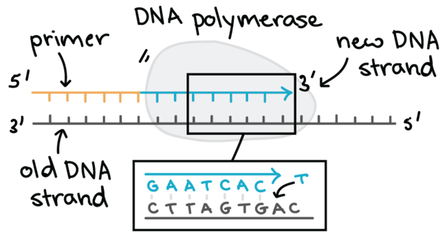 The second step of DNA replication