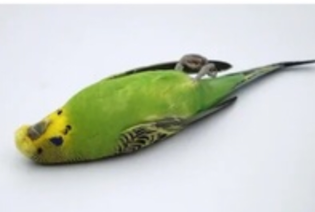 La muerte de la mascota