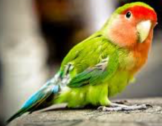 Consecuencias de la Frustración