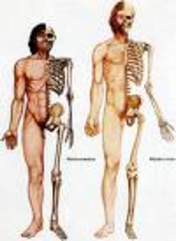 Homo Erectus  1 and 1.5 million