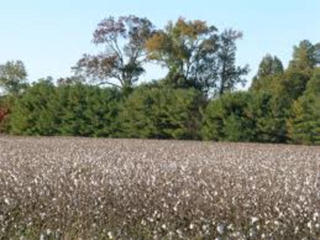 First Seven Bales of Cotton Arrive in Europe from America