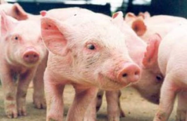 “Fiebre porcina” epidemia posiblemente traída del Viejo Mundo