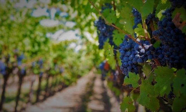 La agricultura, el cultivo de la vid