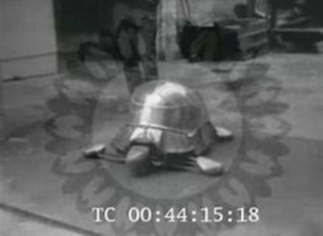 Tortue cybernétique