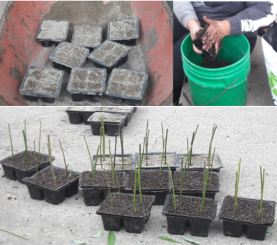 Llenado de cubetas y Siembra