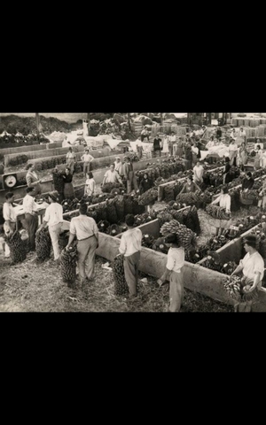 La agricultura canaria