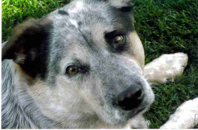 I got my doggy, Blue.