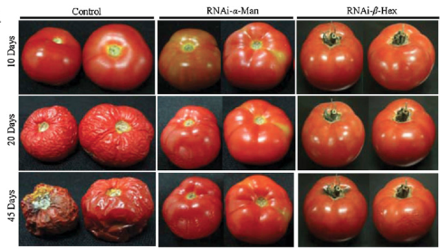 PRIMER VEGETAL TRANSGÉNICO