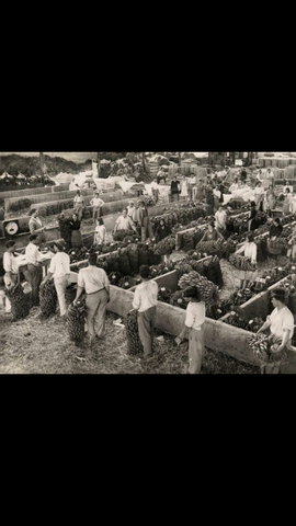 Agricultura Canaria.
