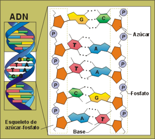 SECUENCIAR EL ADN DEL GENOMA HUMANO