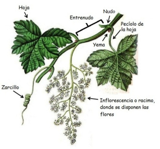 El Cultivo de la Vid