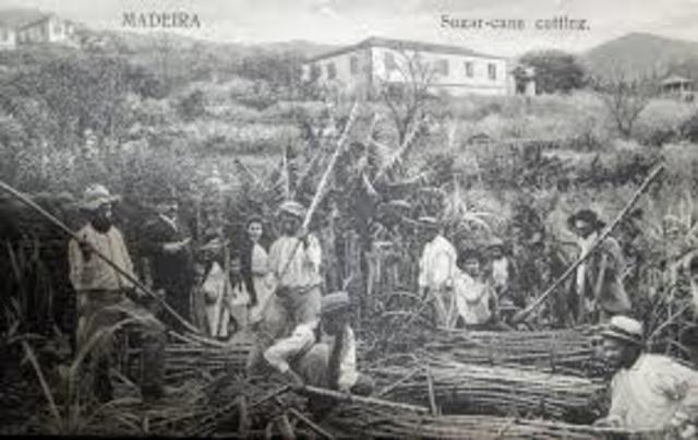 Introducción caña de azúcar