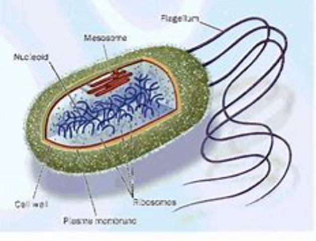 Cèl·lula eucariota