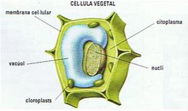 Cèlula Vegetal