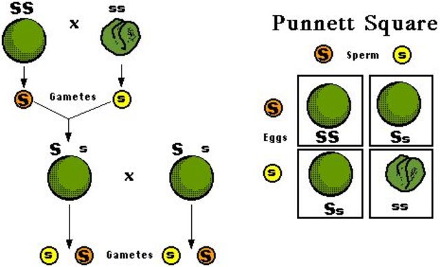 Leyes fundamentales de la herencia genética