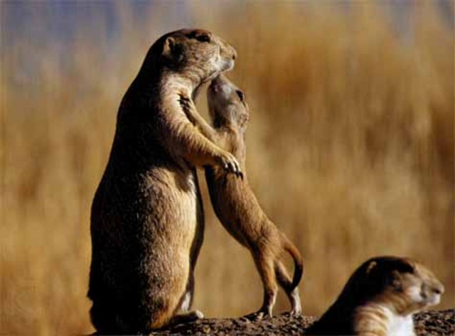 Prairie Dog