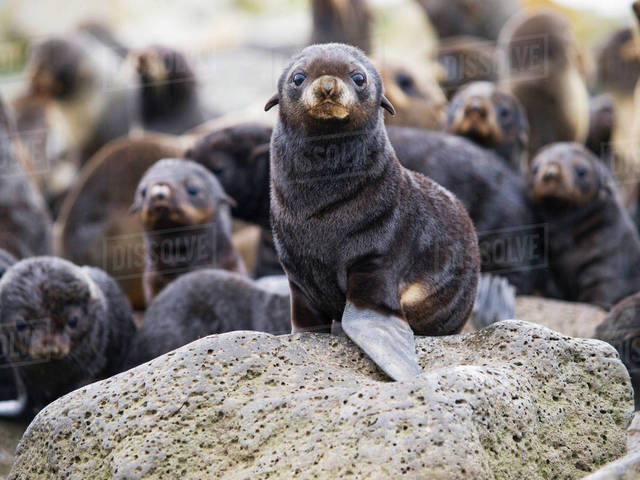 The disappearance of the seals