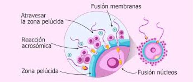 Fecundacion