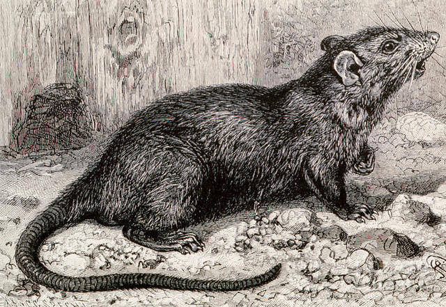 Rats & Fleas of the Black Death