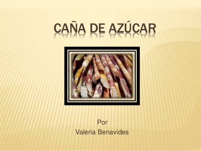 Situación de la caña de azúcar por la síd