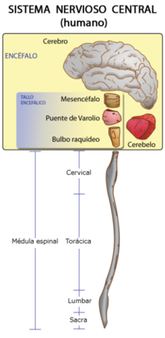 El sistema nervioso como modulador sensorial