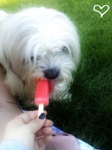 Me encantaba pasar tiempo con mis perros.